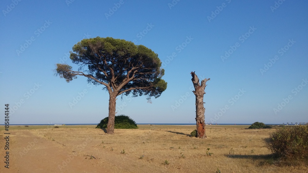 Live tree and dead tree at sea coast Sunset time Live tree and dead tree at sea coast Sunset time