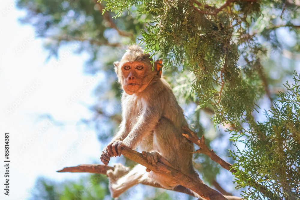 Obraz premium Monkey on the tree