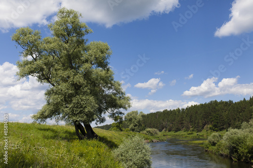 View from the shore of the river against the background of pine forest and cloudy sky