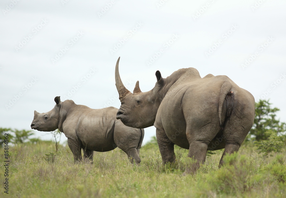 Obraz premium A close up of a female rhino / rhinoceros and her calf. Showing off her beautiful horn. Protecting her calf. South Africa