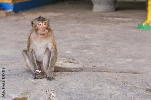 Monkey eats banana.