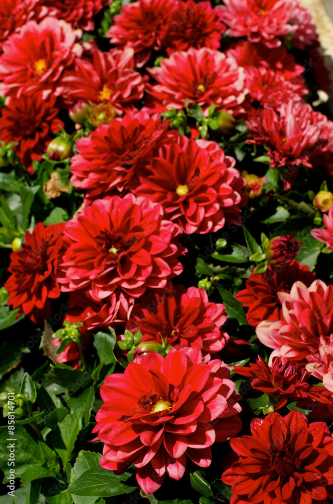 Red Dahlias