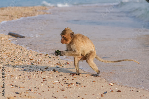 Monkey on the shore