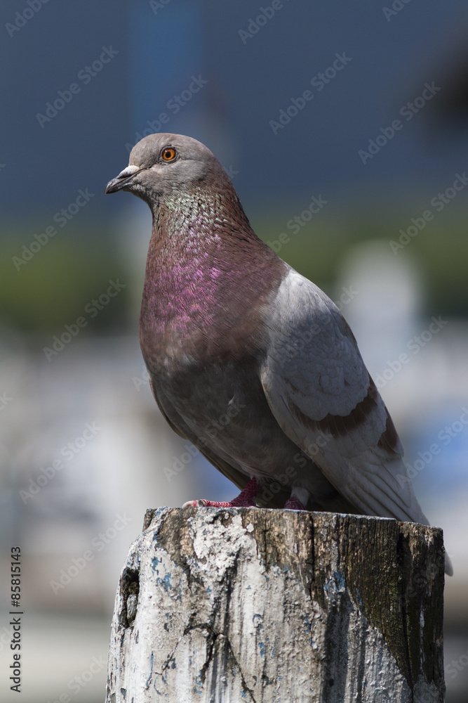 Fototapeta premium pigeon on lake