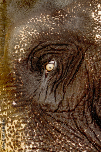India, Eye of elephant