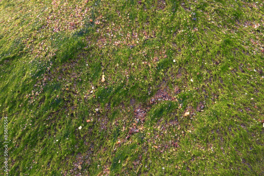 Fototapeta premium water moss detail