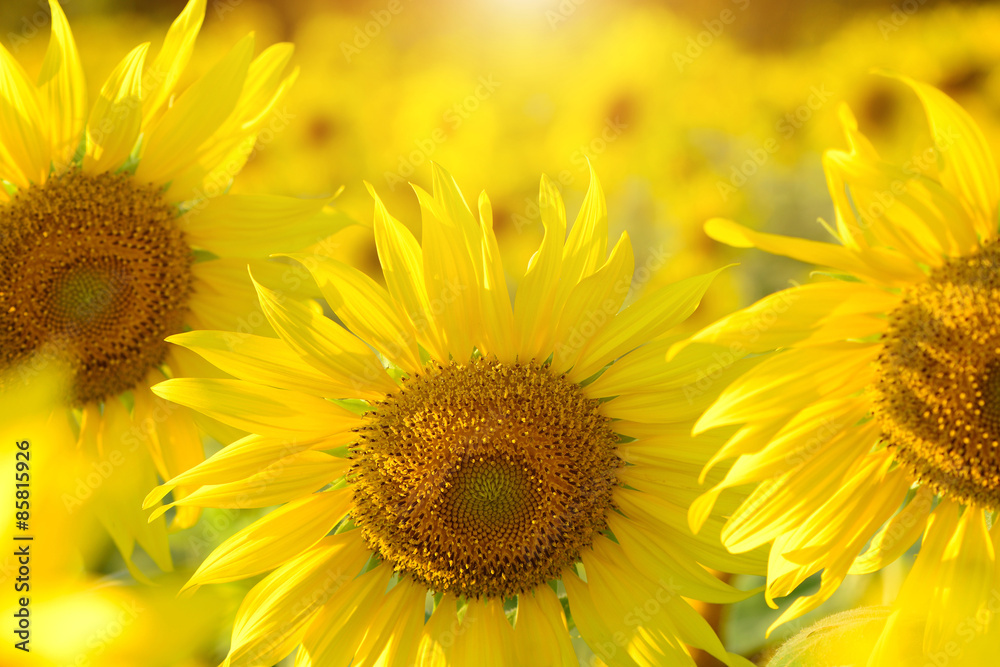 Sunflowers Sunflowers