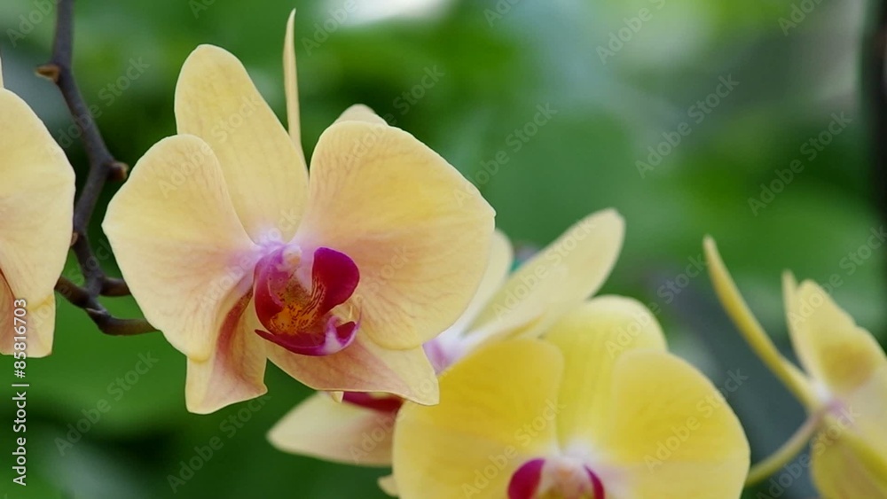 moth orchid flowers are shaking with gently wind moth orchid flowers are shaking with gently wind
