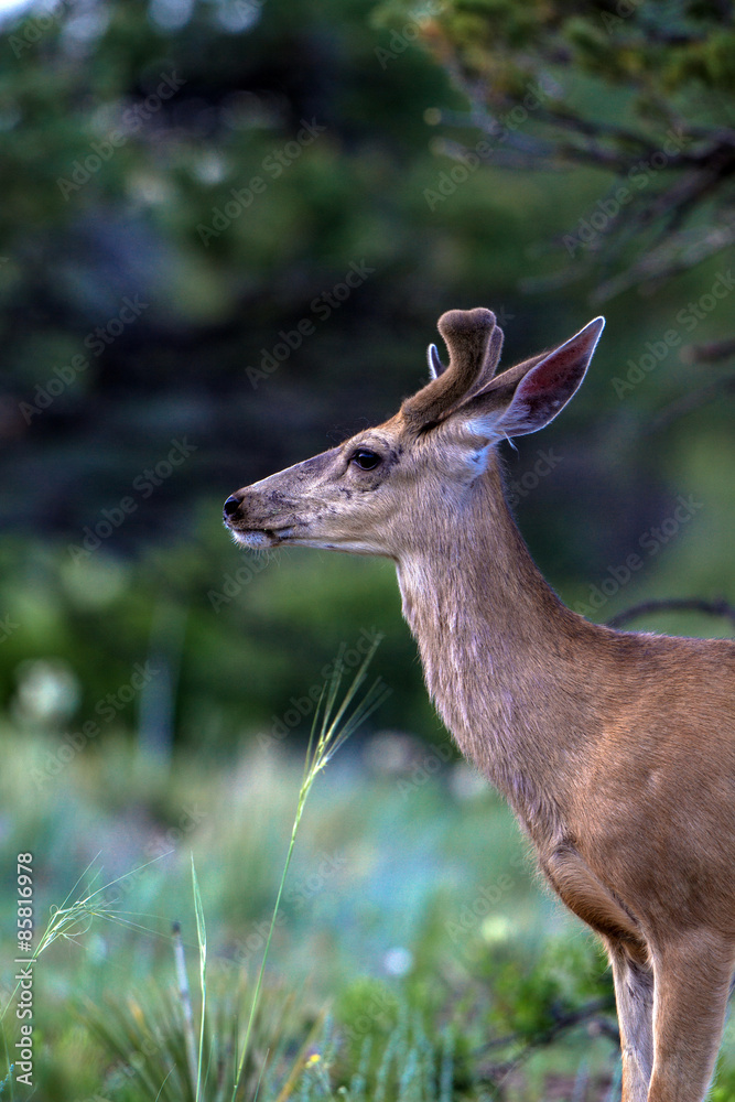 Obraz premium Young Mule Deer in velvet at dawn in the Rocky Mountains of Colorado