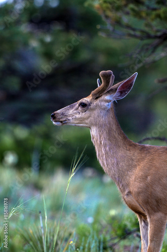 Young Mule Deer in velvet at dawn in the Rocky Mountains of Colorado