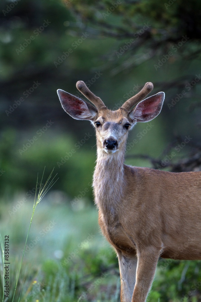 Young Mule Deer in velvet at dawn in the Rocky Mountains of Colorado