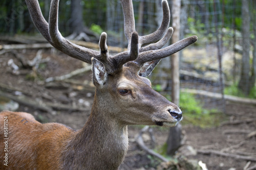 Beautiful elk 