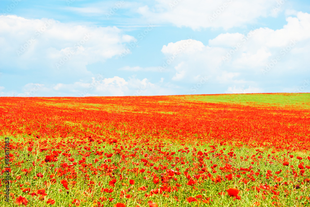 Landscape of poppies field of red flowers in Bulgaria