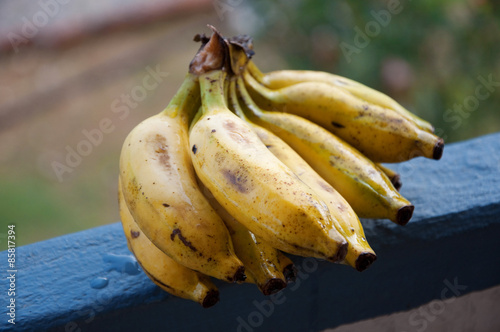 Lady Finger bananas photo