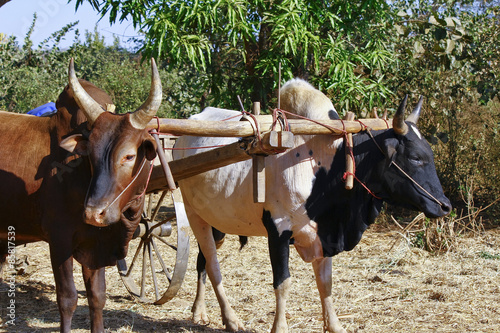Fotografie Pair of oxen in a wooden yoke for pulling cart in Africa