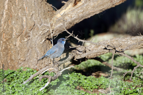 Pinyon Jay on a branch in the Rocky Mountains of Colorado photo