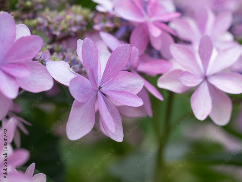 赤紫の額紫陽花 赤紫の額紫陽花