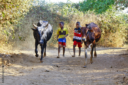 Poor malagasy boy leading angry bulls - zebu, madagascar