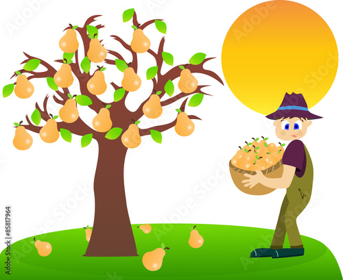 Illustration of a farmer harvesting pears.
