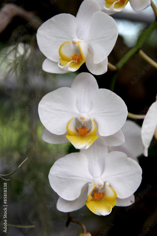 Obraz premium Storczyki - storczyk (Orchis - Orchidaceae) – byliny