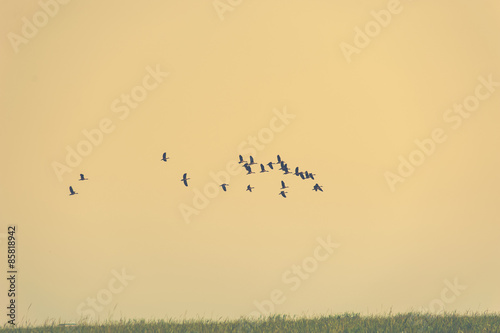 Foto lesser whistling duck