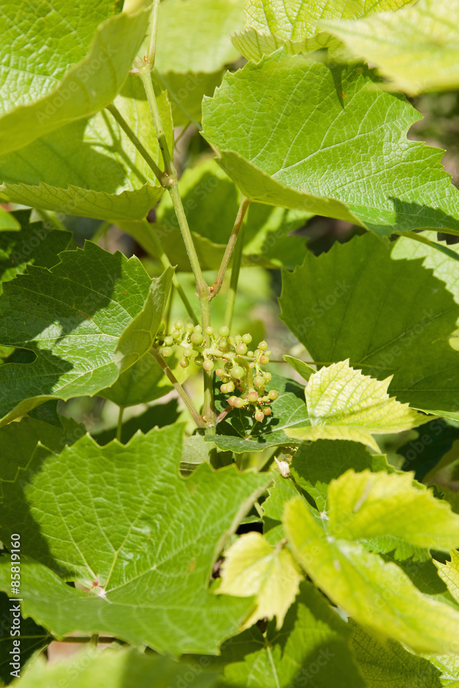 Vineyard at sunny day