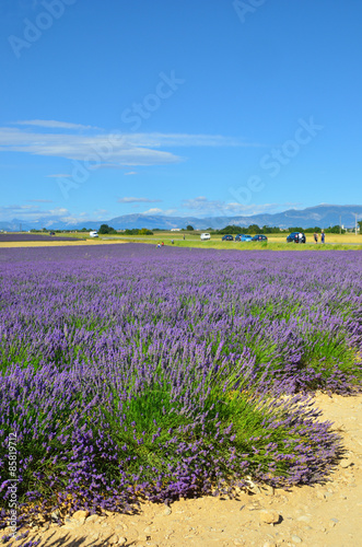 Provence  lavender field