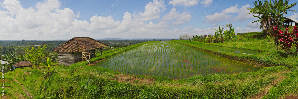 Fototapeta premium Exotic rice terrace field panorama in Bali
