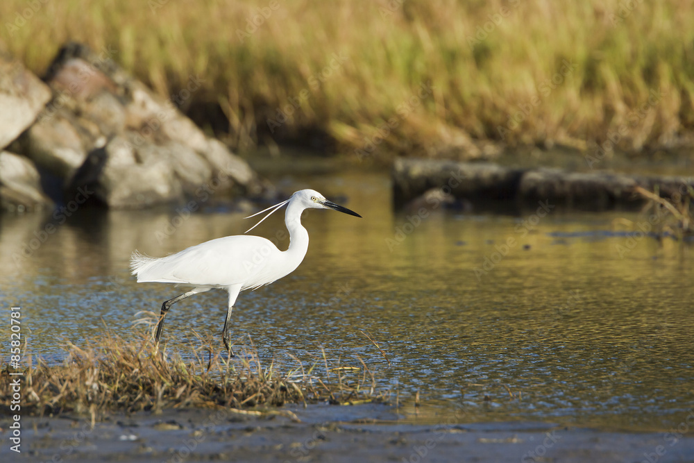 Little egret in Pottuvil, Sri Lanka Little egret in Pottuvil, Sri Lanka