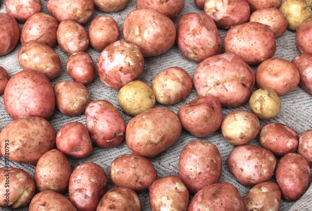 Young fresh potatoes for pattern texture and background Young fresh potatoes for pattern texture and background