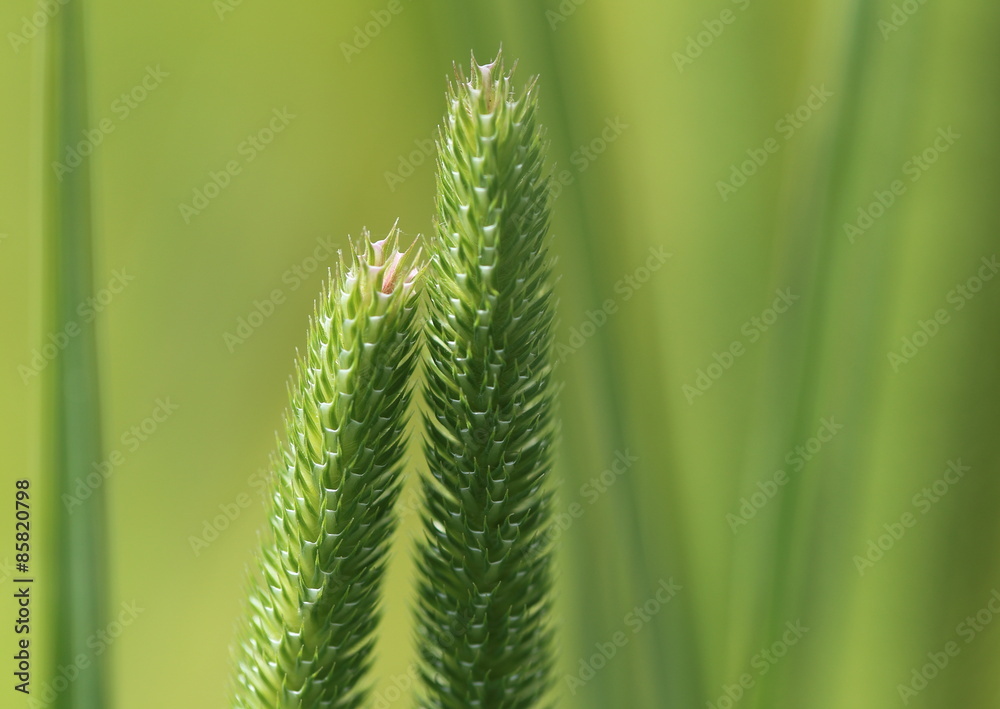 Blooming Grass spikes with pink colored top