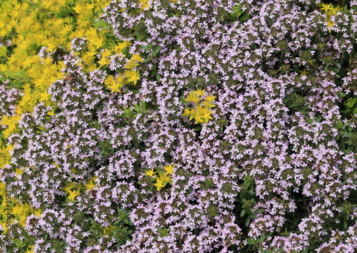 Creeping thyme and sedum in bloom, ground cover in a herb garden