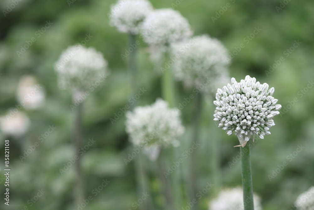 Close view of onion flower stalks