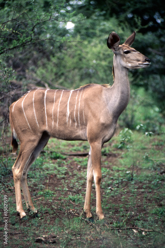Una Femmina di Kudu (Tragelaphus strepsiceros) del Parco Nazionale del Kruger in Sud Africa 