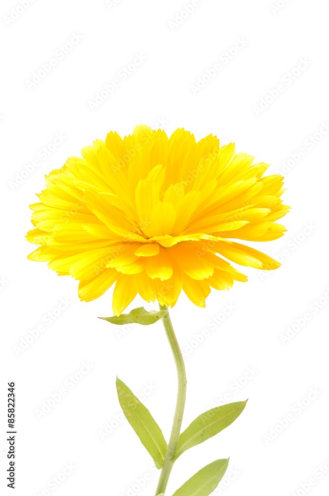 Naklejka premium Calendula officinalis