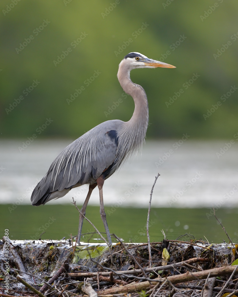 Naklejka premium Great Blue Heron Stalking its Prey from a Beaver Dam