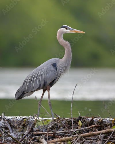 Great Blue Heron Stalking its Prey from a Beaver Dam