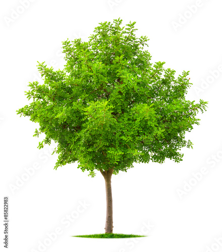 Young tree isolated on white