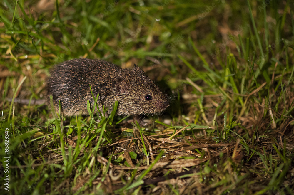 Field mouse searching for food through the grass Field mouse searching for food through the grass