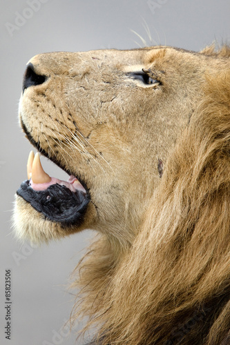 Lionshead photo