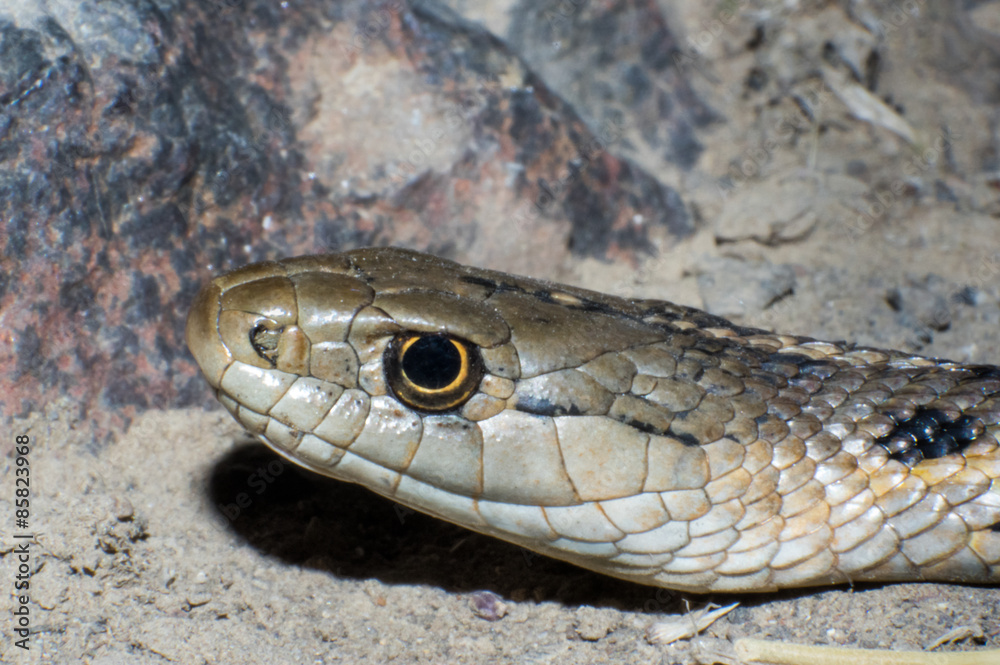Fototapeta premium Garter snake