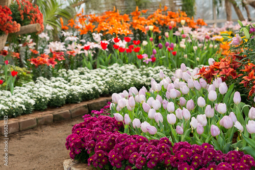 Fototapeta Naklejka Na Ścianę i Meble -  colorful tulips flower blooming in floral garden