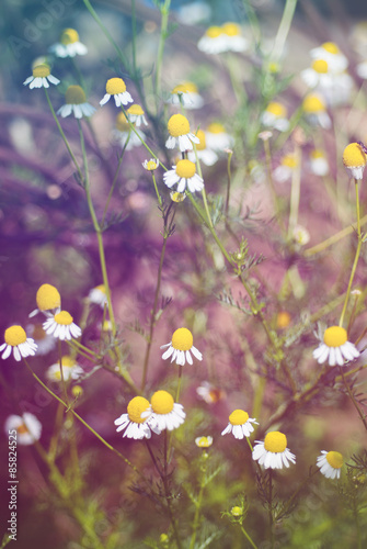 Field of white chamomile flowers.