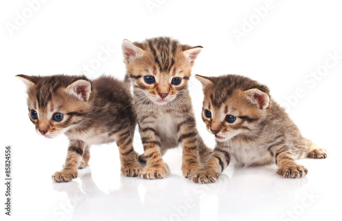 three striped kittens © serkucher