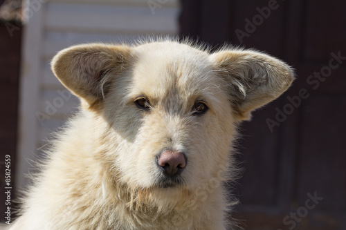 portrait of sad mixed-breed dog