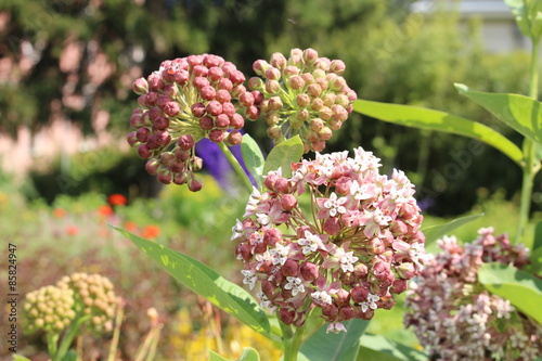 "Common Milkweed" flowers (or Butterfly Flower, Silkweed, Silky Swallow Wort, Virginia Silkweed) in Innsbruck, Austria. Its scientific name is Asclepias Syriaca, native to USA, Canada and Europe.