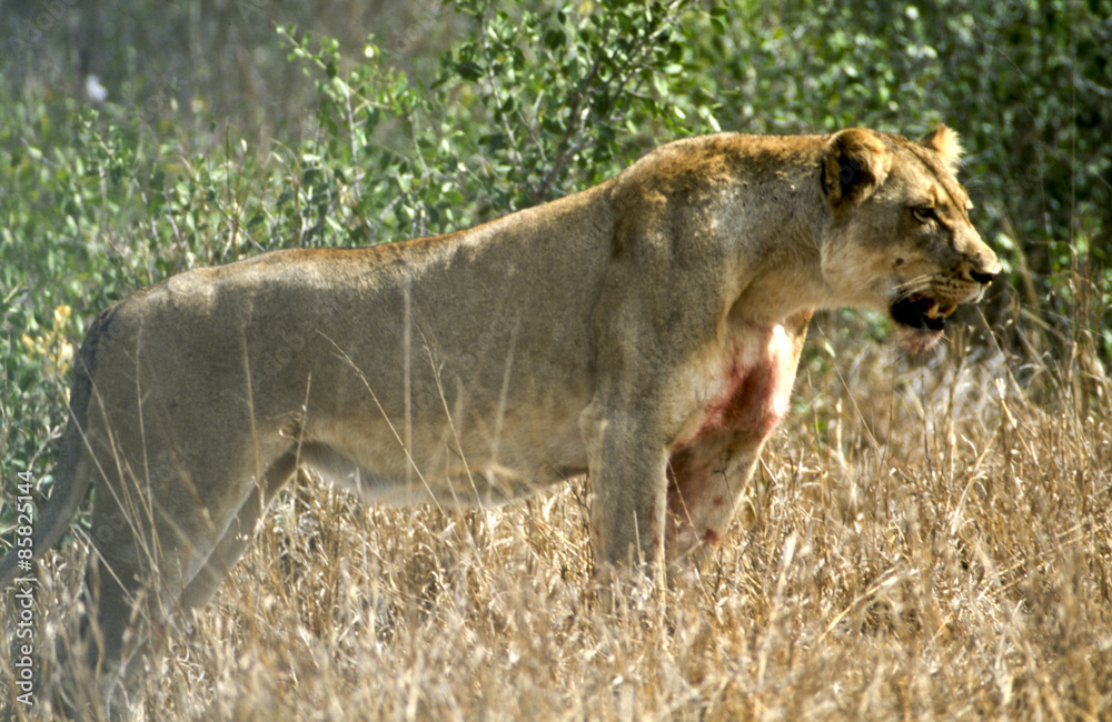 Naklejka premium Una Leonessa (Panthera leo) dopo un attacco fallito ad un bufalo: Kruger National Park in Sud Africa