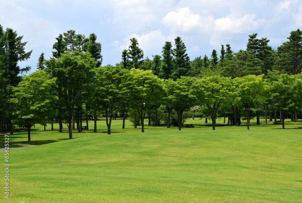 森と芝生の公園