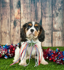 Patriotic Puppy
