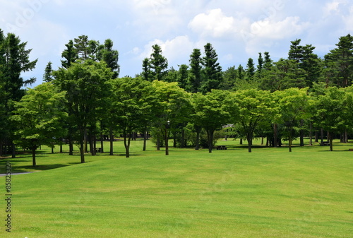 森と芝生の公園